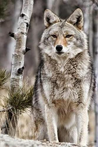 Puzzle für Erwachsene, 1000 Teile, Wolf, Tier, Basteln, Lernspielzeug, intellektuelles Spiel, Geschenk, 26 x 38 cm von AWYHEZ