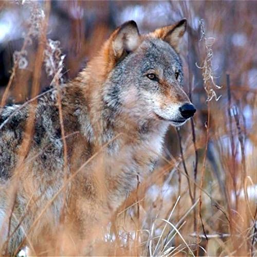 Puzzle für Erwachsene, 1000 Teile, Wolfstier, Wanddekoration, Lernspielzeug, Intelligenzspiel, Geschenk, 50 x 70 cm Puzzle für Erwachsene, 1000 Teile, Wolfstier, Wanddekoration, Lernspielzeug, Intelligenzspiel, Geschenk, 50 x 70 cm von AWYHEZ