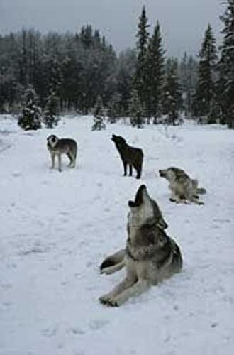 Puzzle für Erwachsene, 1000 Teile, voller Wolf, Tierkünstler, Heimdekoration, Lernspielzeug, intellektuelles Spiel, Geschenk, 50 x 70 cm Puzzle für Erwachsene, 1000 Teile, voller Wolf, Tierkünstler, Heimdekoration, Lernspielzeug, intellektuelles Spiel, Geschenk, 50 x 70 cm von AWYHEZ