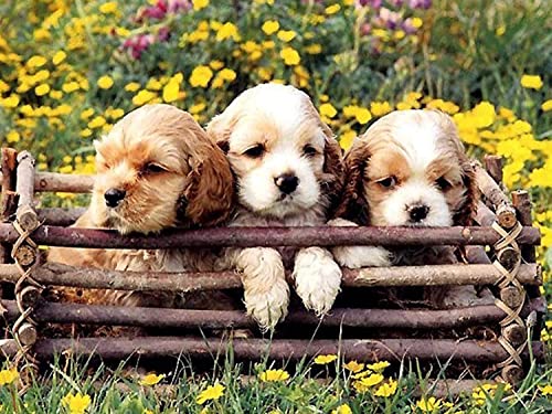 Puzzle für Erwachsene, 2000 Teile, Lernspiel, Herausforderung, Spielzeug, Cocker Spaniel, Heimdekoration, 70 x 100 cm von AWYHEZ