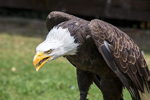 Puzzle für Erwachsene, 2000 Teile, Lernspiel, Herausforderung, Spielzeug, Weißkopfseeadler, Heimdekoration, 70 x 100 cm von AWYHEZ