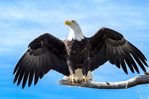 Puzzle für Erwachsene, 2000 Teile, Lernspiel, Herausforderung, Spielzeug, Weißkopfseeadler, Heimdekoration, 70 x 100 cm Puzzle für Erwachsene, 2000 Teile, Lernspiel, Herausforderung, Spielzeug, Weißkopfseeadler, Heimdekoration, 70 x 100 cm von AWYHEZ