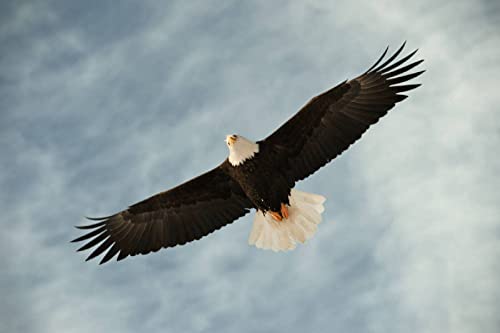 Puzzle für Erwachsene, 2000 Teile, Lernspiel, Herausforderung, Spielzeug, Weißkopfseeadler, Heimdekoration, 70 x 100 cm von AWYHEZ