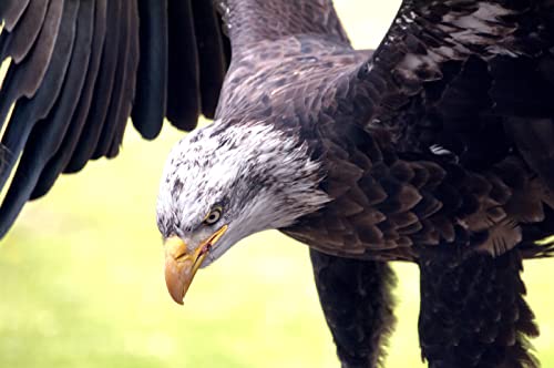 Puzzle für Erwachsene, 2000 Teile, Lernspiel, Herausforderung, Spielzeug, Weißkopfseeadler, Heimdekoration, 70 x 100 cm Puzzle für Erwachsene, 2000 Teile, Lernspiel, Herausforderung, Spielzeug, Weißkopfseeadler, Heimdekoration, 70 x 100 cm von AWYHEZ