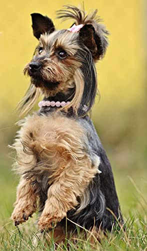 Puzzle für Erwachsene, 2000 Teile, Lernspiel, Herausforderung, Spielzeug, Yorkshire Terrier, Tier, Heimdekoration, 70 x 100 cm Puzzle für Erwachsene, 2000 Teile, Lernspiel, Herausforderung, Spielzeug, Yorkshire Terrier, Tier, Heimdekoration, 70 x 100 cm von AWYHEZ