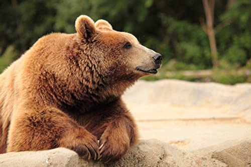 Puzzle für Erwachsene, 2000 Teile, Lernspiel, Herausforderung, Teddybär, Braunbär, Schwarzbär, Heimdekoration, 70 x 100 cm Puzzle für Erwachsene, 2000 Teile, Lernspiel, Herausforderung, Teddybär, Braunbär, Schwarzbär, Heimdekoration, 70 x 100 cm von AWYHEZ