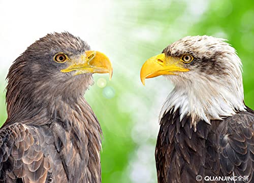 Puzzle für Erwachsene, 2000 Teile, Lernspiel, Herausforderungsspielzeug, Weißkopfseeadler, Nationalschatz, Heimdekoration, 70 x 100 cm von AWYHEZ