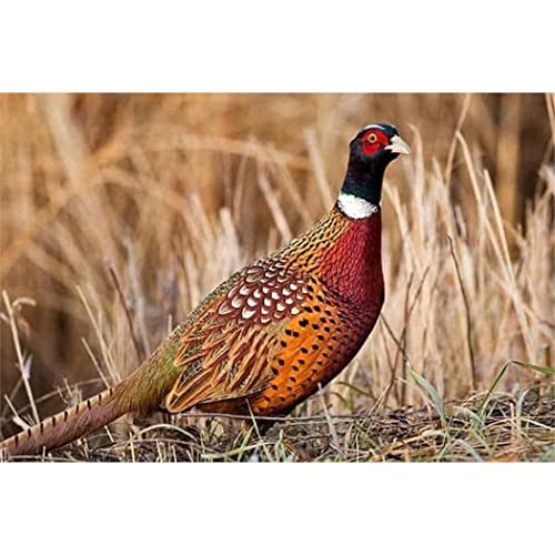 Puzzle für Erwachsene, 2000 Teile, Lernspiel, Herausforderungsspielzeug, Wildtierfasan mit Ferienhausdekoration, 70 x 100 cm Puzzle für Erwachsene, 2000 Teile, Lernspiel, Herausforderungsspielzeug, Wildtierfasan mit Ferienhausdekoration, 70 x 100 cm von AWYHEZ