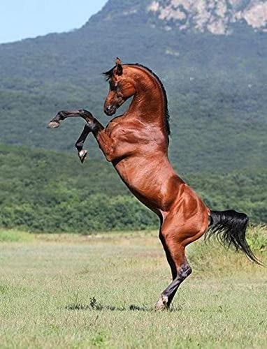 Puzzle für Erwachsene, 2000 Teile, Pferd, Tier, Pferd, Familien-Heimdekoration, Lernspielzeug, intellektuelles Spiel, Geschenk, 70 x 100 cm von AWYHEZ