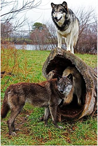 Puzzle für Erwachsene, 2000 Teile, Tierwolf, Heimdekoration, Lernspielzeug, intellektuelles Spiel, Geschenk, 70 x 100 cm von AWYHEZ