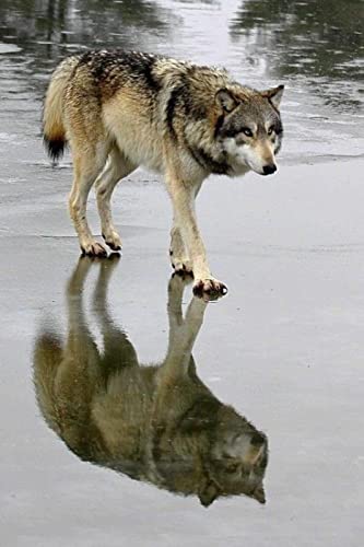 Puzzle für Erwachsene 1000 Teile Schneewolf Tier Heimdekoration Lernspielzeug Intellektuelles Spiel Geschenk 50 x 70 cm von AWYHEZ