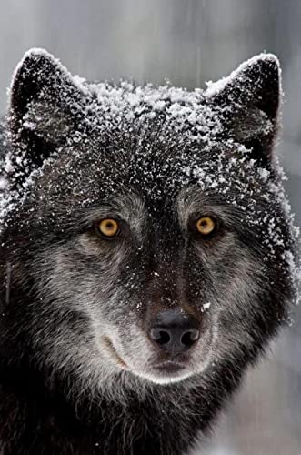 Puzzle für Erwachsene 1000 Teile Sternenwolf Schneewolf Wohnzimmer Haus Wanddekoration Lernspielzeug Intellektuelles Spiel Geschenk 26x38cm von AWYHEZ