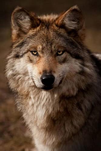 Puzzle für Erwachsene 1000 Teile Sternenwolf Schneewolf Wohnzimmer Haus Wanddekoration Lernspielzeug Intellektuelles Spiel Geschenk 26x38cm Puzzle für Erwachsene 1000 Teile Sternenwolf Schneewolf Wohnzimmer Haus Wanddekoration Lernspielzeug Intellektuelles Spiel Geschenk 26x38cm von AWYHEZ