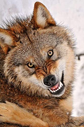 Puzzle für Erwachsene 1000 Teile Tierwolf Heimdekoration Lernspielzeug Intellektuelles Spiel Geschenk 38 x 52 cm von AWYHEZ