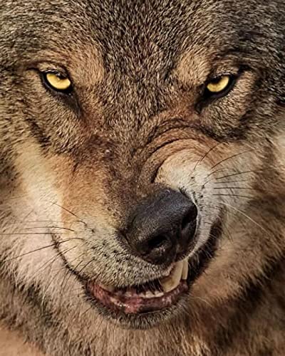 Puzzle für Erwachsene 1000 Teile Wolf Tierhandwerk Lernspielzeug Intellektuelles Spiel Geschenk 50x70cm von AWYHEZ
