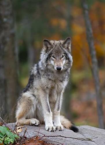 Puzzle für Erwachsene 2000 Teile Wolf Tier Wand Wohnkultur Lernspielzeug Intelligenz Spiel Geschenk70X100CM von AWYHEZ