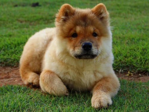 Puzzle mit 2000 Teilen – Geeignet für Erwachsene – Chow-Chow, Hund, Welpe, 70 x 100 cm von AWYHEZ