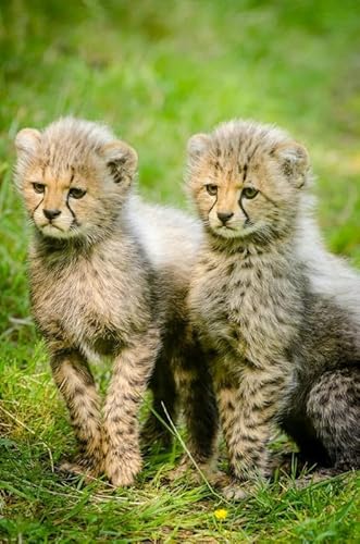 Zwei süße kleine Leoparden – 2000-teiliges Papierpuzzle – Herausforderungsspiel zur Wanddekoration zu Hause, 70 x 100 cm von AWYHEZ