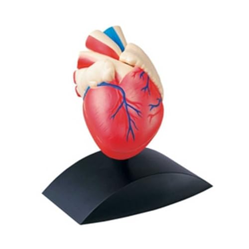 AXIKALB Menschliches Herz der Anatomie des Organs Lifesized Struktur 1:1 Spielzeug Experimentelles Spielzeug Kinder Herausnehmbares Modell AXIKALB Menschliches Herz der Anatomie des Organs Lifesized Struktur 1:1 Spielzeug Experimentelles Spielzeug Kinder Herausnehmbares Modell von AXIKALB