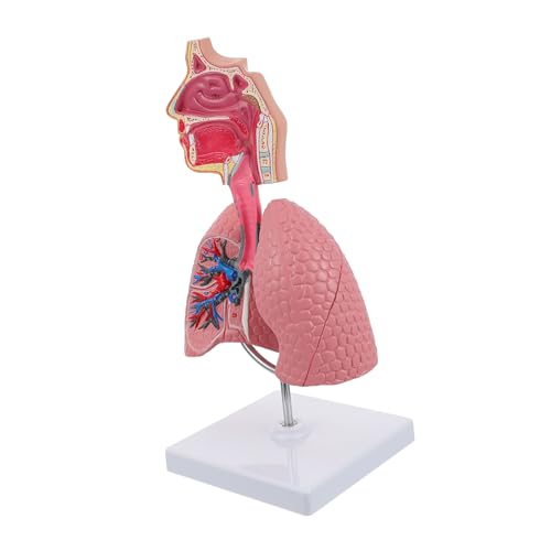 1Stück Atmungsmodell Menschlichen Lunge Medizinisches Lehrmittel für Atemwegssystem Anatomisches Modell für Bildung Studienzwecke Hochwertiges Realistisches Design von Abaodam