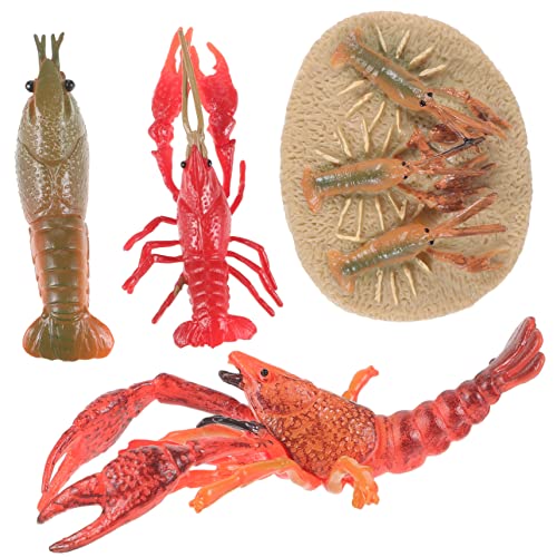 Abaodam 1 Set Realistische Hummer-Wachstumszyklus-Modelle, pädagogische Requisiten für kognitive Entwicklung, Simulation, Hummerfiguren für frühes Lernen und Unterrichten von Abaodam