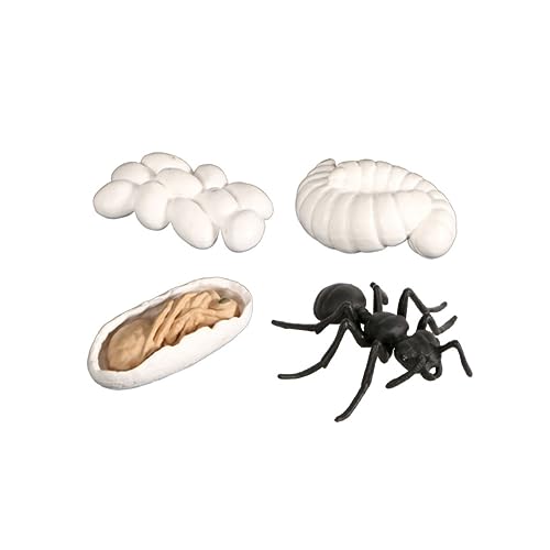 Abaodam 1Satz Ameisen Lebenszyklus Modell Evolution Phasen Display Ornament für Familie und Kreative Projekte Eier Larve Puppe und Erwachsene für Bildung von Abaodam