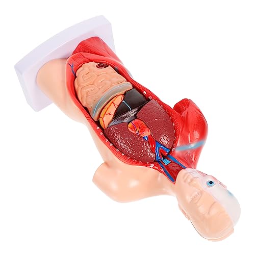 Abaodam 1Satz Anatomisches Modell mit Abnehmbaren Lehrmodell für Biologieunterricht Herz Lunge für Medizinische Ausbildung von Abaodam