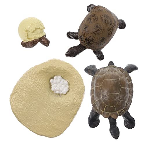 Abaodam Schildkrötenwachstumszyklus Modellspielzeug für Kinder Lebensechte Schildkrötenfiguren als Lernspielzeug Kognitive Entwicklung Pädagogisches Ornament für Frühe Bildung von Abaodam