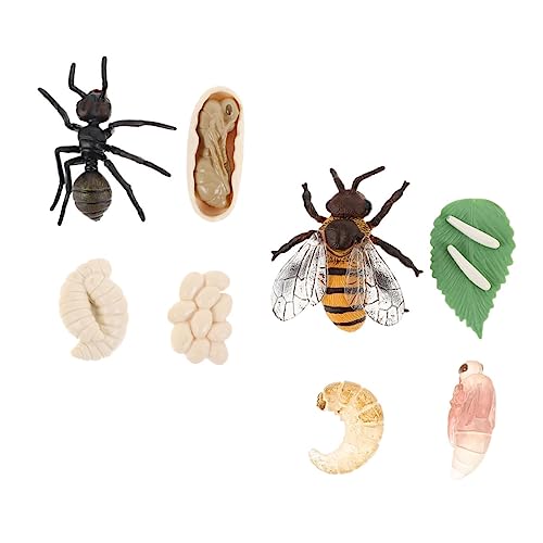 Abaodam 2 Satz Lebenszyklus Modelle Biene und für Kinder Lernspielzeug zur Schulbedarf Realistische Simulation Sicheres Plastik von Abaodam