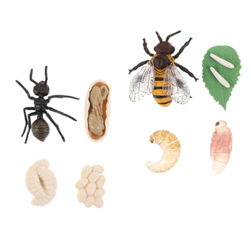 Abaodam 2 Satz Dekorative Lebenszyklus Modelle für Bienen und Ameisen Lehrspielzeug für Kinder Realistische Insektenfiguren zur Wahrnehmung und Denkfähigkeit von Abaodam