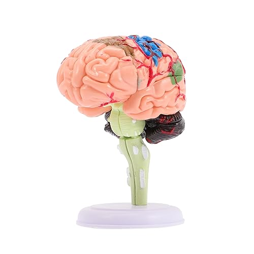 Abaodam 2st Gehirnstrukturmodell Modelle Unterrichtsmodell Gehirnmodell Für Die Neurowissenschaft Modell Der Gehirnanatomie Anatomiemodell PVC Spielzeug Menschlicher Körper 4d von Abaodam