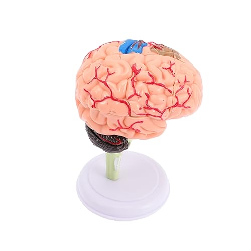 Abaodam 4 Stück Gehirnstrukturmodell Modelle Anatomiemodell Unterrichtsmodell Gehirnmodell Für Die Neurowissenschaft Gehirnmodell Für Kinder PVC Menschlicher Körper 4d Spielzeug von Abaodam