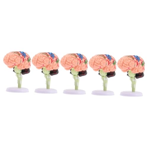 Abaodam 5St Gehirnstrukturmodell Modelle Gehirnmodell Anatomiemodell Unterrichtsmodell Modell des menschlichen Gehirns Modell der Gehirnanatomie menschlicher Körper Spielzeug 4d PVC von Abaodam