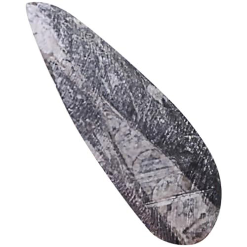 Abaodam Hornstein- Dinosaurierknochen Rock-Sammlung Und Mantel Muschelexemplar bürodekoration fossilien Versteinerung trauzeugengeschenke longieren Lehrmittel Paläontologie Lehre Erz Abaodam Hornstein- Dinosaurierknochen Rock-Sammlung Und Mantel Muschelexemplar bürodekoration fossilien Versteinerung trauzeugengeschenke longieren Lehrmittel Paläontologie Lehre Erz von Abaodam