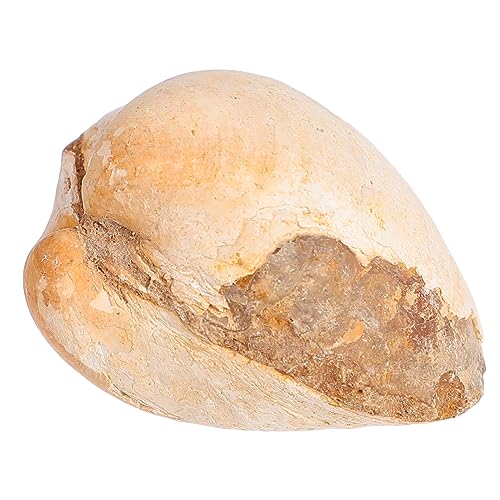 Abaodam Natürliche Desktop Ornament Fossilierte für Unterrichtszwecke Wissenschaftliche Lehrmittel und Dekoration Abaodam Natürliche Desktop Ornament Fossilierte für Unterrichtszwecke Wissenschaftliche Lehrmittel und Dekoration von Abaodam
