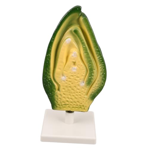 Abaodam Frühe Wissenschaft Modell Zellstamm Spielzeug für Biologie Bildung Genaue Pflanze Embryo Struktur 3D Modell für Klassenzimmer Demonstrationen von Abaodam