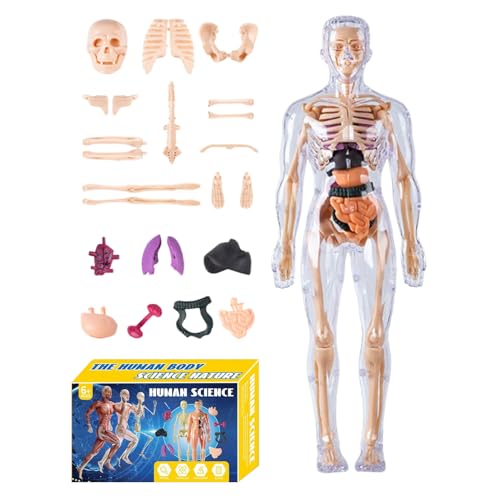 Aceirropy Menschliche Anatomie-Modell, 3D, menschliche Körperstruktur-Modelle, pädagogisches anatomisches Montageset für Wissenschaftspädagogen , Studenten, Lerner, Heimschule, Klassenzimmer von Aceirropy