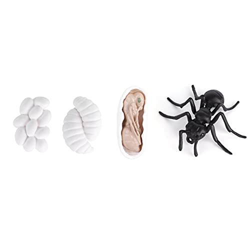Acouto Insektenlebenszyklus -Bildungsfiguren Ameisen -Wachstum Model Spielzeug für und Schulprojekte aus Vinylmaterial (#2) von Acouto