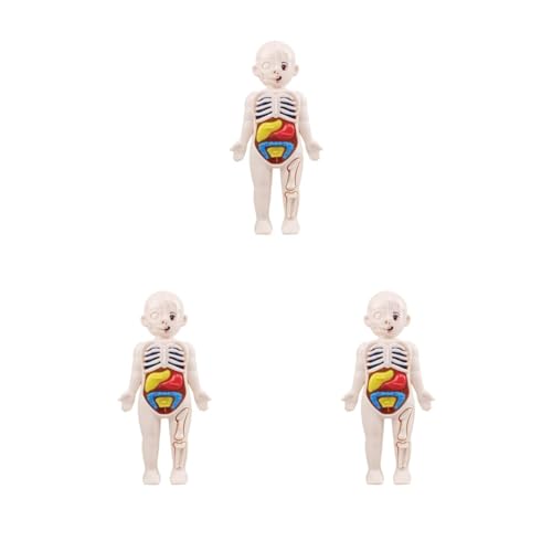 3er-Set realistischer menschlicher Körper mit Organen, zusammengebautes 3D-Puzzle für Demonstration von Adoorniequea