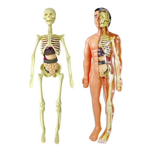 Menschliche Anatomische Anatomie Skelett Modell Bildung Display Anatomie Models, Modelos de Anatomia-Tipo Menschliche Anatomische Anatomie Skelett Modell Bildung Display Anatomie Models, Modelos de Anatomia-Tipo von Adoorniequea