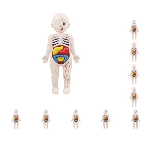 Realistischer menschlicher Körper mit Organen, 3D-Puzzle für Demonstration, 10 Stück von Adoorniequea