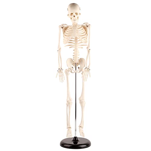 85 cm Großes Menschliches Skelettmodell mit Ständer, Biologisches Experimentierwerkzeug für den Anatomischen Unterricht, Multifunktionales Zubehör für den Heimgebrauch 85 cm Großes Menschliches Skelettmodell mit Ständer, Biologisches Experimentierwerkzeug für den Anatomischen Unterricht, Multifunktionales Zubehör für den Heimgebrauch von Akozon