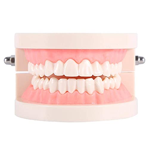 Akozon Zahnl 1pc PVC Teaching Study Standardl Demonstration Unterrichten Sie Kinder beim Zähneputzen Standardzubehör für Erwachsene Akozon Zahnl 1pc PVC Teaching Study Standardl Demonstration Unterrichten Sie Kinder beim Zähneputzen Standardzubehör für Erwachsene von Akozon