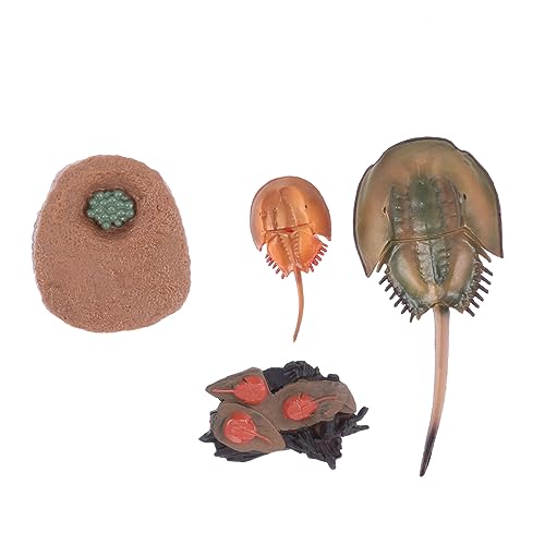 Alasum 1 Satz Horseshoe Krebs Modell Pädagogisches für Tierfigur Wissenschaftsverständnis Desktop Dekoration und Kreative Spielzeugidee Alasum 1 Satz Horseshoe Krebs Modell Pädagogisches für Tierfigur Wissenschaftsverständnis Desktop Dekoration und Kreative Spielzeugidee von Alasum