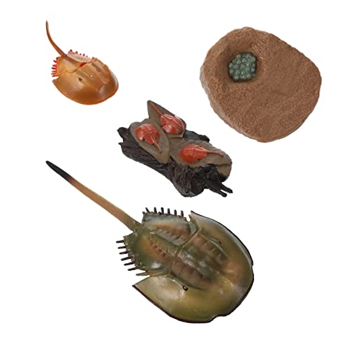 Alasum Lebendiges Pfeilschwanzkrebs-spielset Für Jungen Und Mädchen Lernspielzeug Detailliertes Pfeilschwanzkrebs-Modell Zum Geburtstag von Alasum