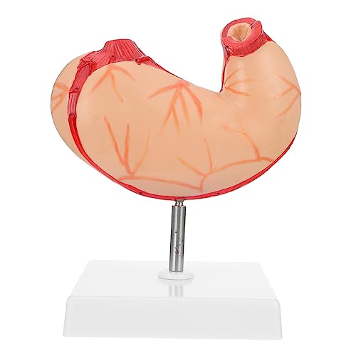 1 Stück Anatomisches Modell Des Menschlichen aus Lehrmittel für Physiologie für Medizinische Einrichtungen Anschauliche Darstellung Magenstruktur Lehrgerät von Alipis