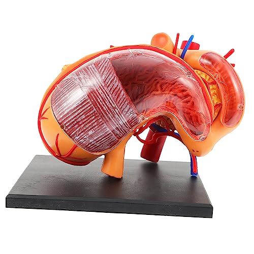 1Stück Anatomisches Modell Des Menschlichen für Unterricht Schulungen Physiologie Leicht Tragbar für Klassenzimmer von Alipis