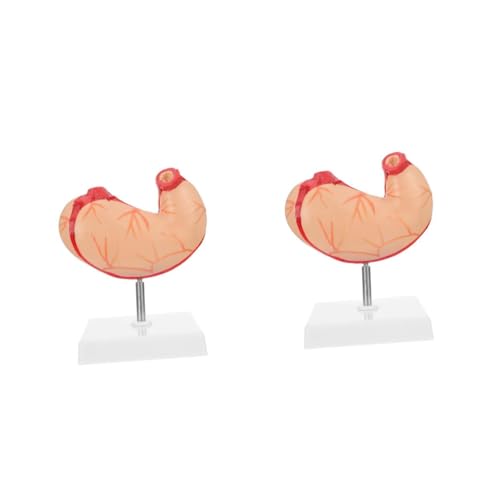 2 Stck. Anatomisches Modell Des Menschlichen Lehrmittel für Umweltfreundliches Material für Lernwerkzeug für Studierende Interessierte 2 Stck. Anatomisches Modell Des Menschlichen Lehrmittel für Umweltfreundliches Material für Lernwerkzeug für Studierende Interessierte von Alipis