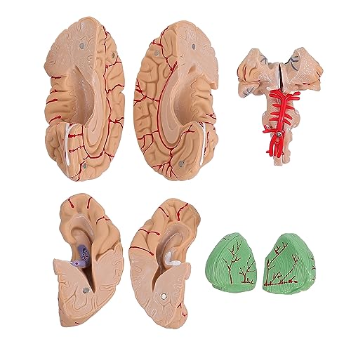 Alipis 1 PC Gehirn Modell Menschliche Anatomie Für Anatomische Medizinische Lehre Modell Rosa Pvc Alipis 1 PC Gehirn Modell Menschliche Anatomie Für Anatomische Medizinische Lehre Modell Rosa Pvc von Alipis