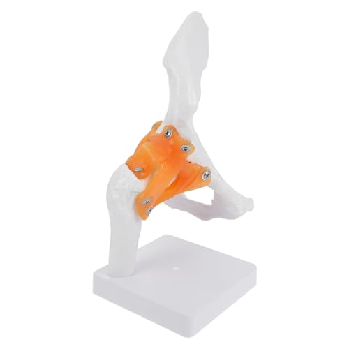 Alipis 1 PC Modell Gelenkmodelle Des Menschlichen Körpers Skelettmodell Anatomisches Skelettmodell In Voller Größe Kunststoffmodell Hüftknochenmodell Pvc Alipis 1 PC Modell Gelenkmodelle Des Menschlichen Körpers Skelettmodell Anatomisches Skelettmodell In Voller Größe Kunststoffmodell Hüftknochenmodell Pvc von Alipis